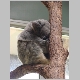 34. een koala in het Daisy Hill Conservation Park.JPG